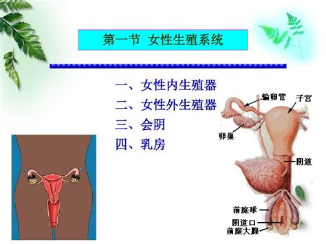 女人的生殖器|内生殖器